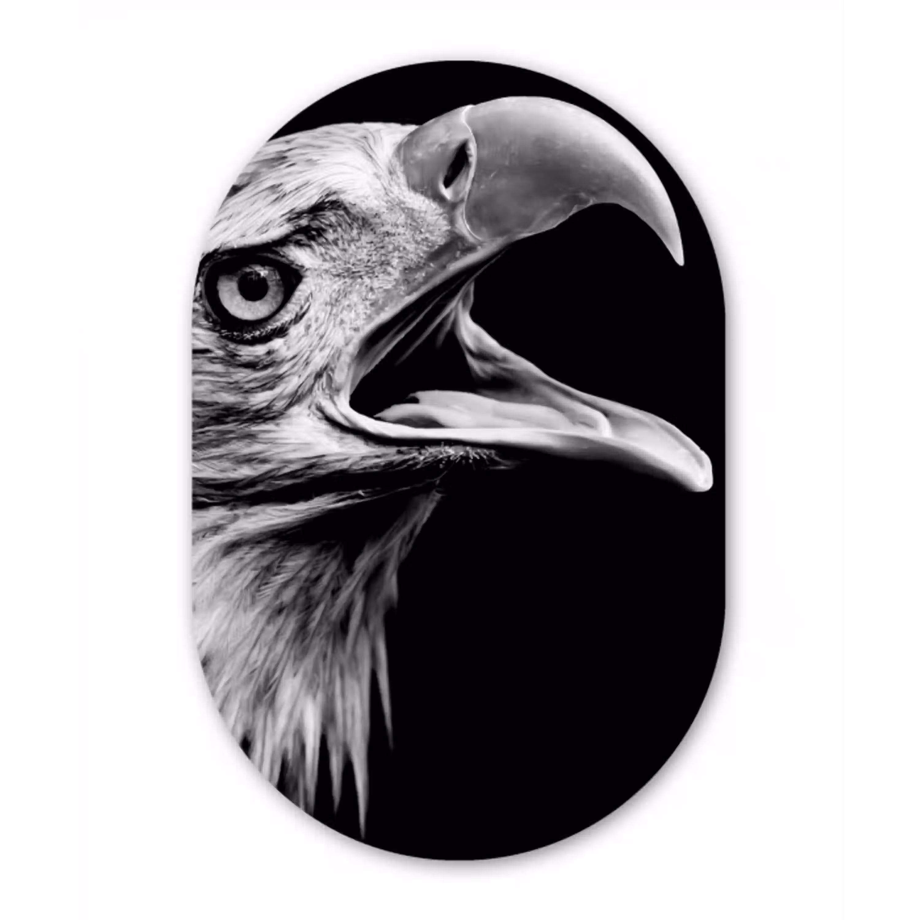 Adelaar - Portret - Roofvogels - Zwart - Wit - Vogel Wandcirkel Ovaal Forex klein -3d
