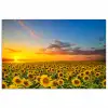 Bloemen - Zonnebloem - Zonsondergang - Nacht - Oranje poster papier klein -3d