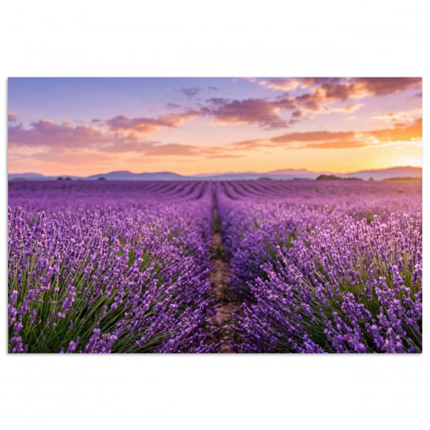 Lavendel - Veld - Natuur - Paars poster papier klein -3d