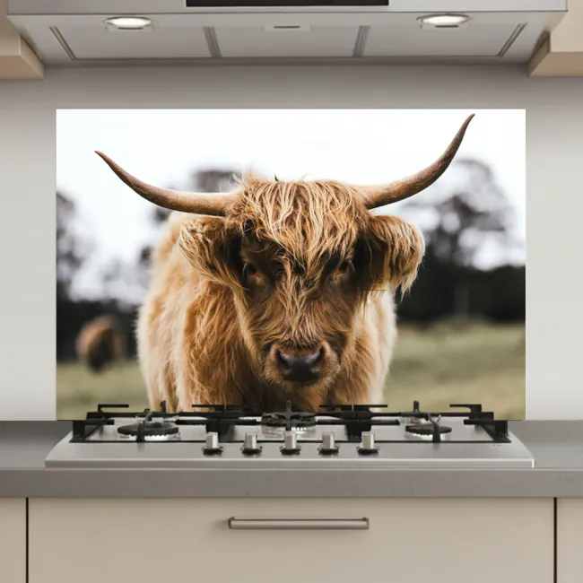 Schotse Hooglander -  Koe - Gras - Dieren - Natuur keuken achterwand spatscherm klein -3d_website