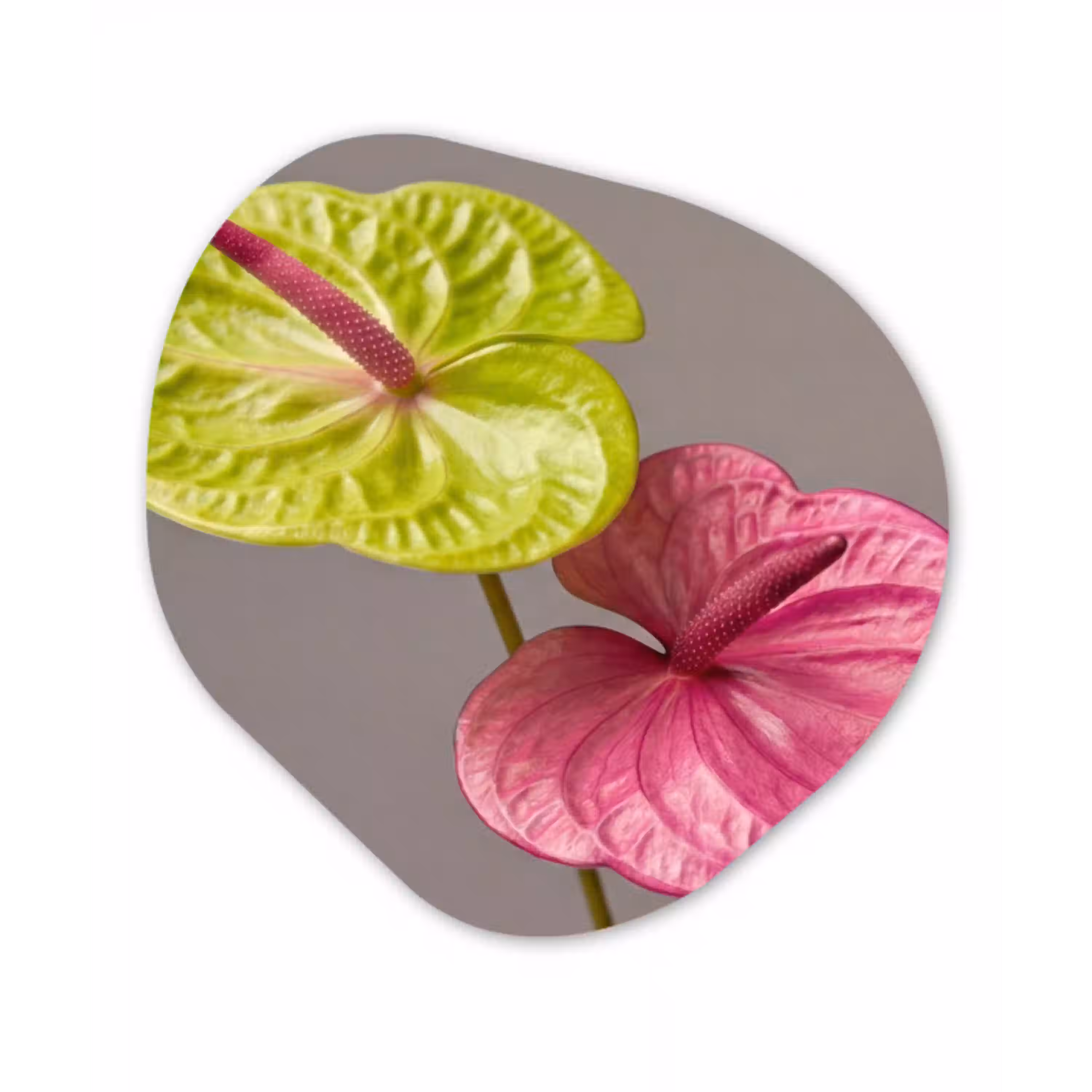 Planten - Anthurium - Groen - Roze Wandcirkel Organisch Aluminium middel -3d