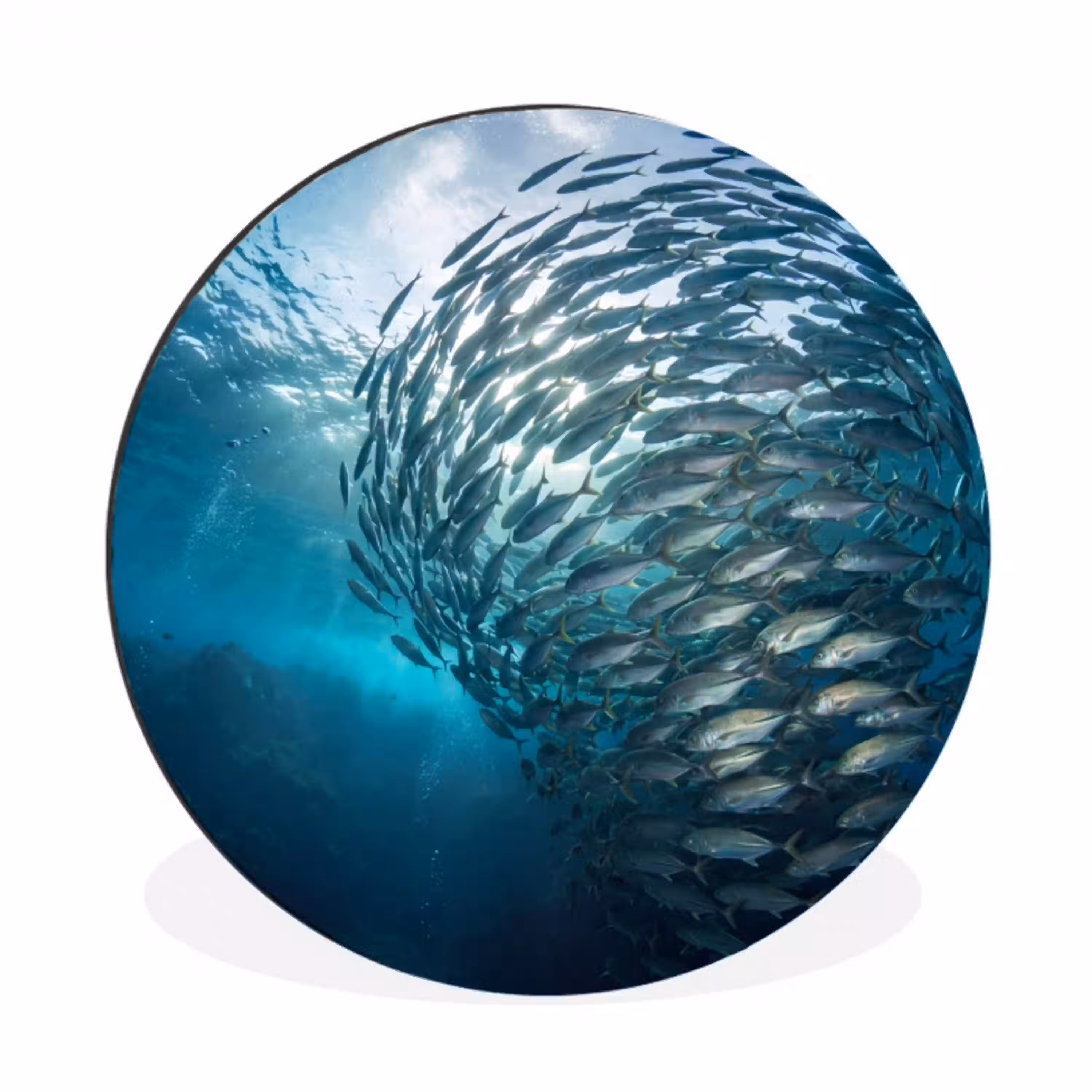 Vis - School - Oceaan - Natuur - Blauw Wandcirkel aluminium klein -3d