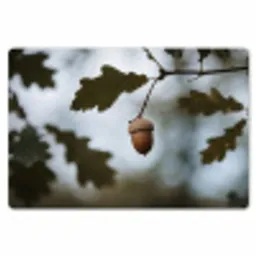 Eikel - Eikenblad - Bos - Herfst - Natuur Placemat vinyl groot -zzsfeer1_Kitchenyeah-website