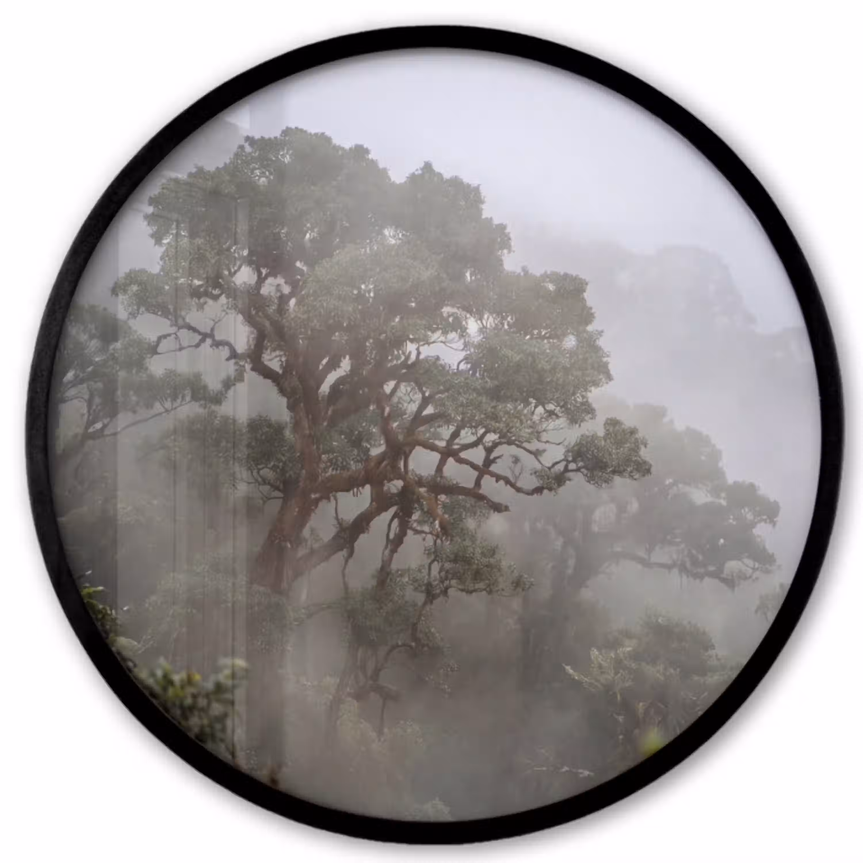 Boom - Mistig - Bos - Groen - Natuur Fotolijst rond zonder passe partout klein -3d