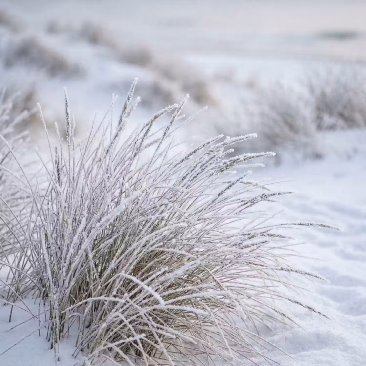 Behang - Duinen - Sneeuw - Strand - Winter - Serene