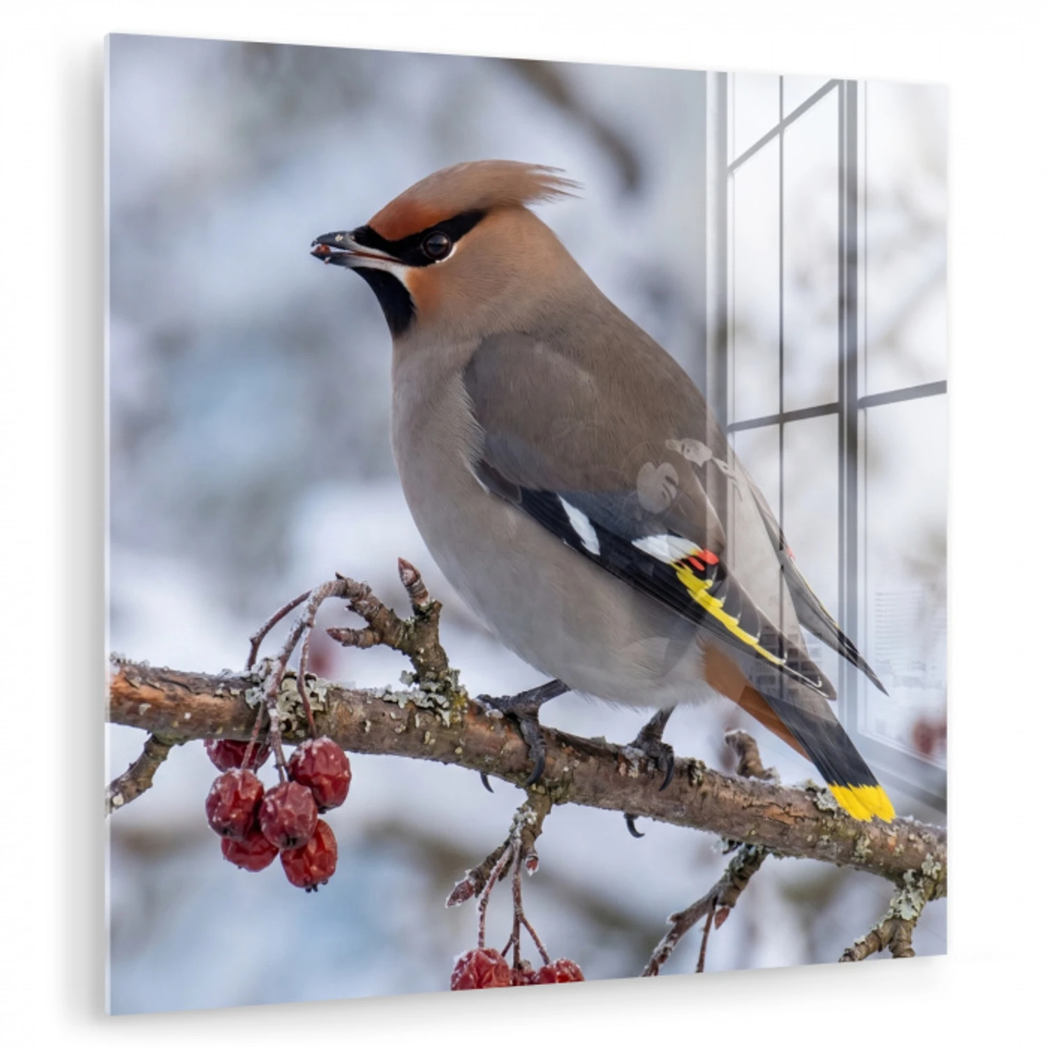 Pestvogel - Bessen - Winter - Natuur plexiglas 5mm klein -zzzproduct_nieuw