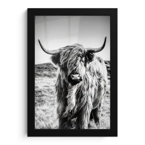 Schotse hooglander - Natuur - Koe - Zwart - Wit fotolijst zwart zonder passe partout klein -3d