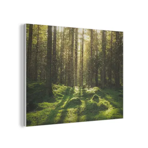 Bomen - Bos - Mos - Planten - Zon - Natuur PET vilt klein -3d