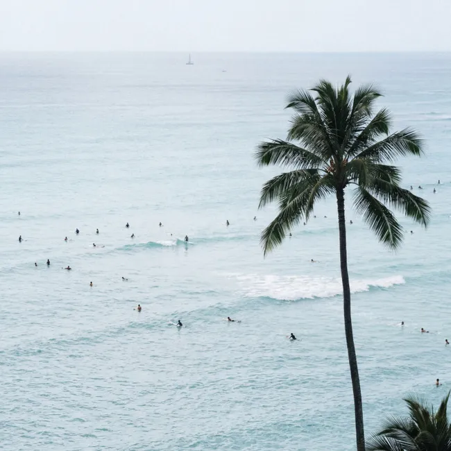 Behang - Oceaan - Palmbomen - Surfers
