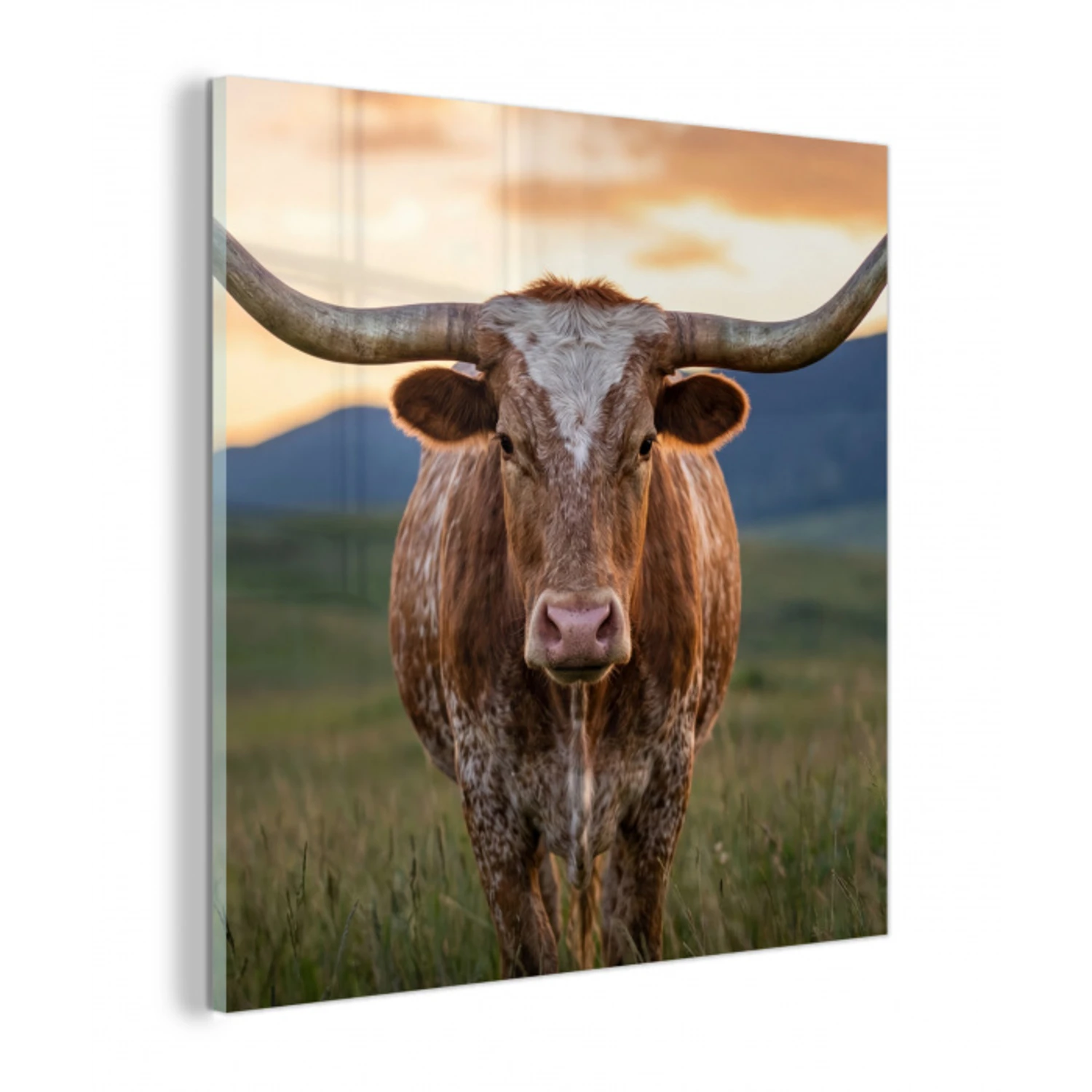 Longhorn - Landschap - Zonsondergang plexiglas 5mm klein -z3d