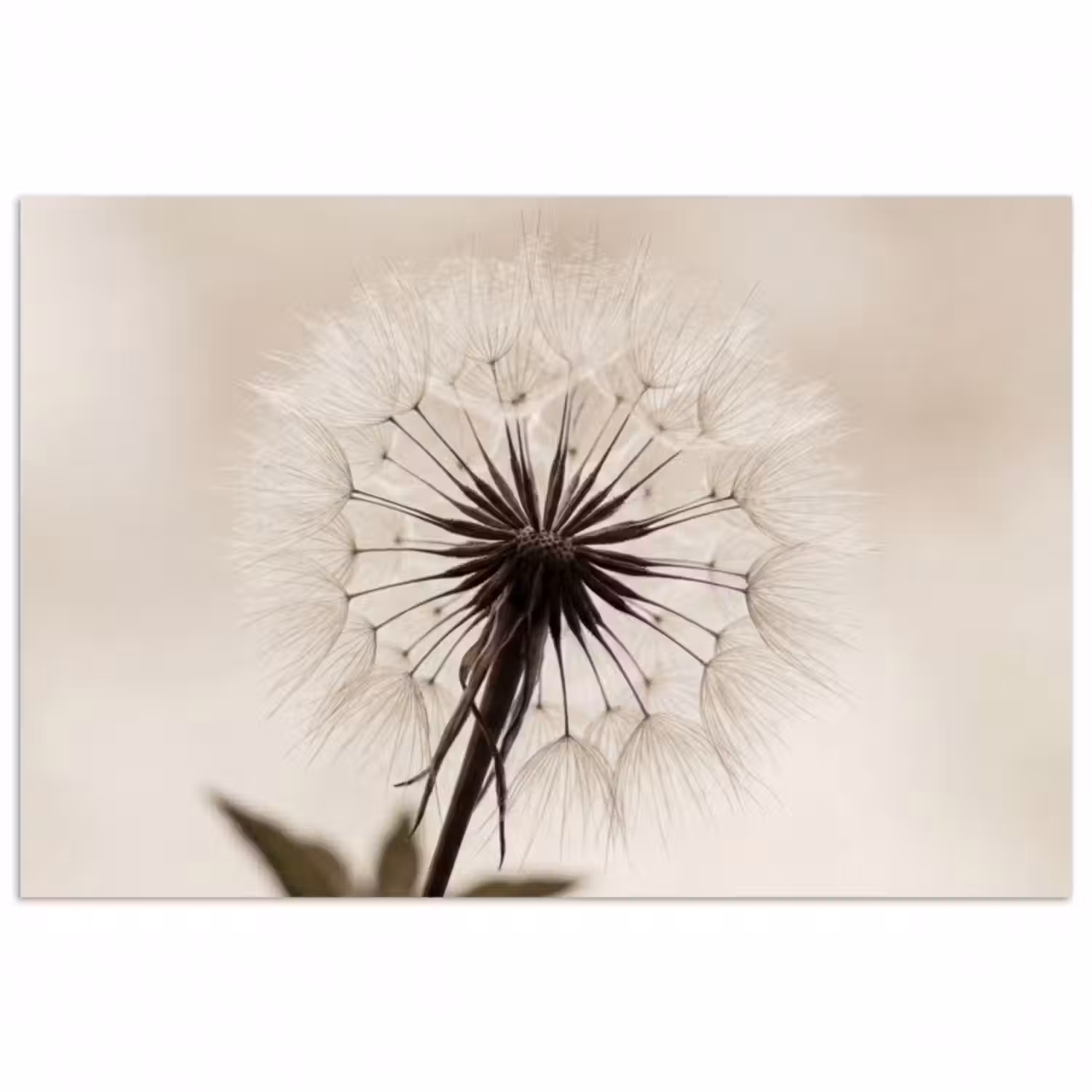 Poster - Pusteblume - Minimalistisch - Weiß