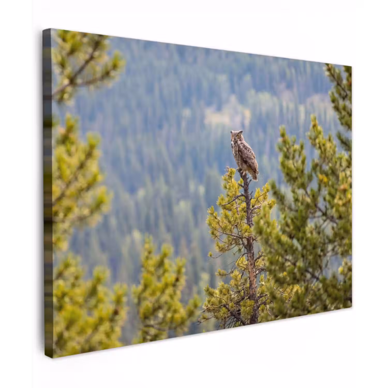Canvas Print - Owl - Owl - Trees - Nature
