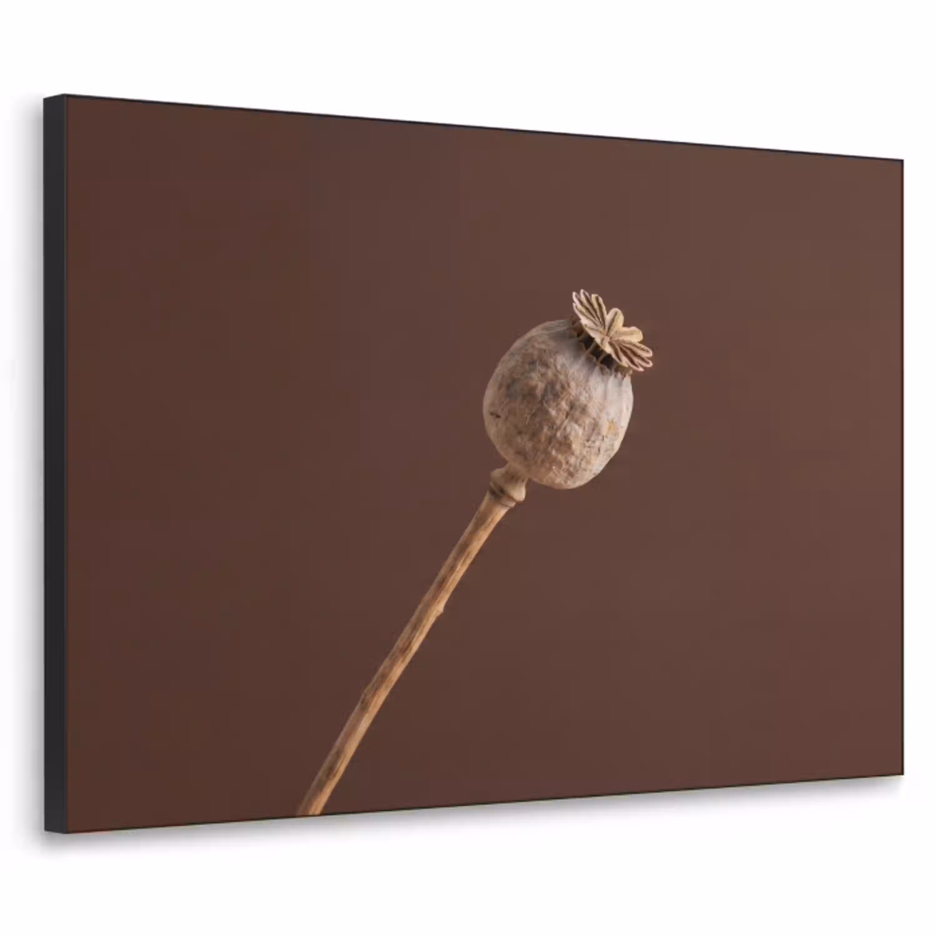 Papaverbol - Droogbloem - Bruin - Minimalistisch Textielframe zwart klein -3d