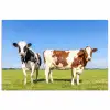 Koeien - Boerderij - Gras- Natuur - Dieren poster papier klein -3d