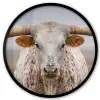 Longhorn - Grasveld - Dier Fotolijst rond zonder passe partout klein -3d