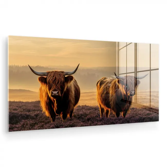 Schotse hooglanders - Heide - Landschap - Dieren plexiglas 5mm klein -zzzproduct_nieuw