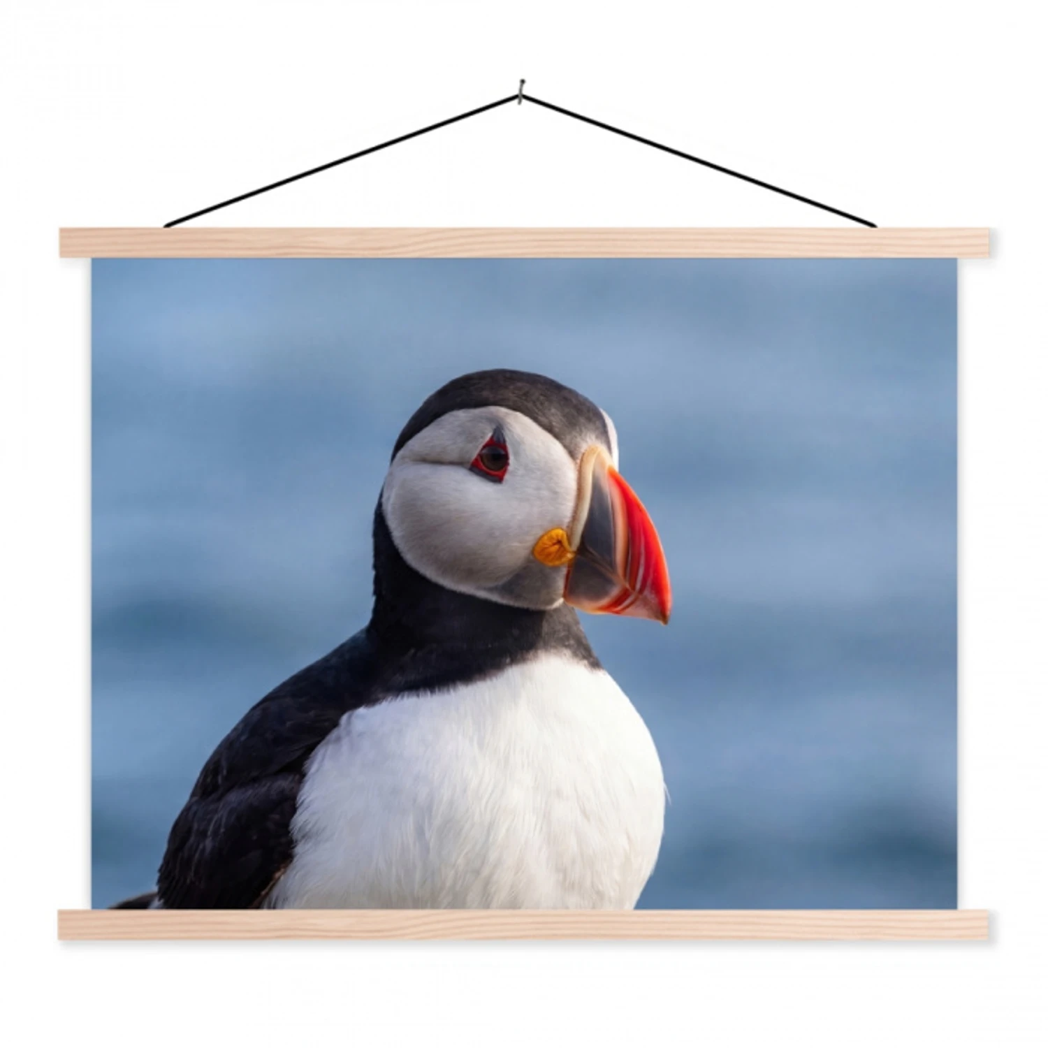 Papegaaiduiker - Portret - Natuur textielposter latten blank klein -3d