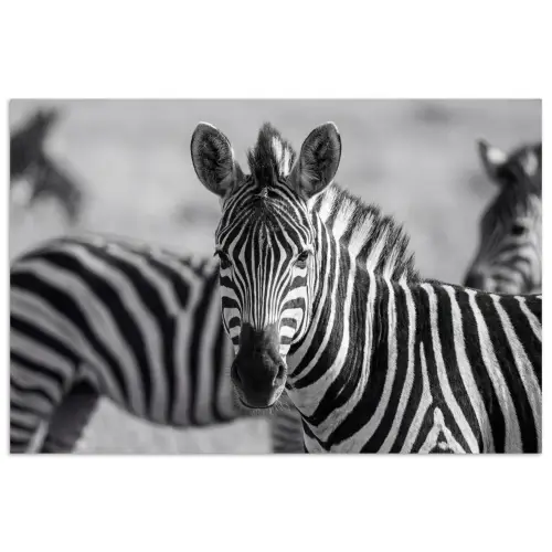 Zebra's - Zwart - Wit poster papier klein -3d