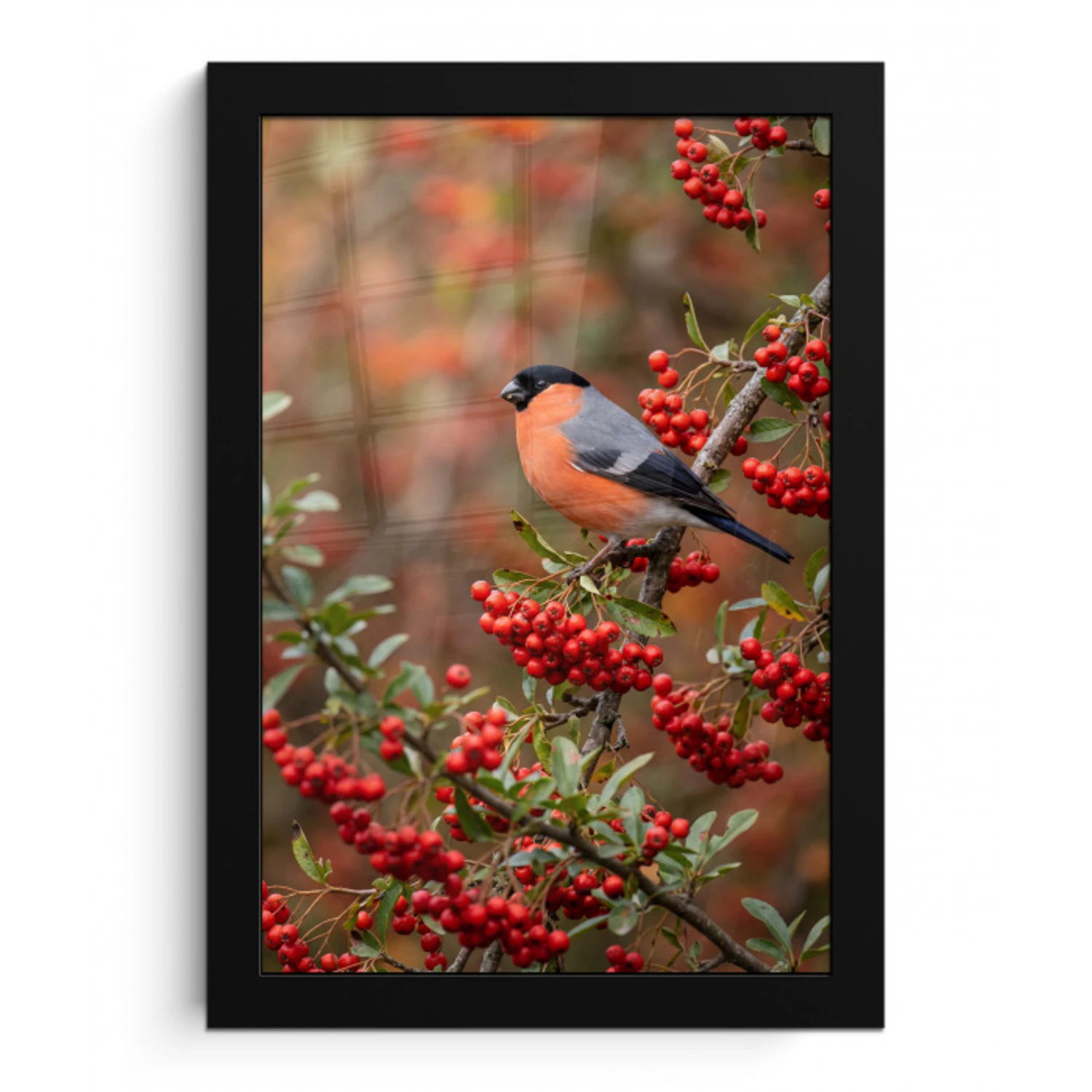 Goudvink - Bessen - Herfst - Natuur - Kleurrijk fotolijst zwart zonder passe partout klein -3d