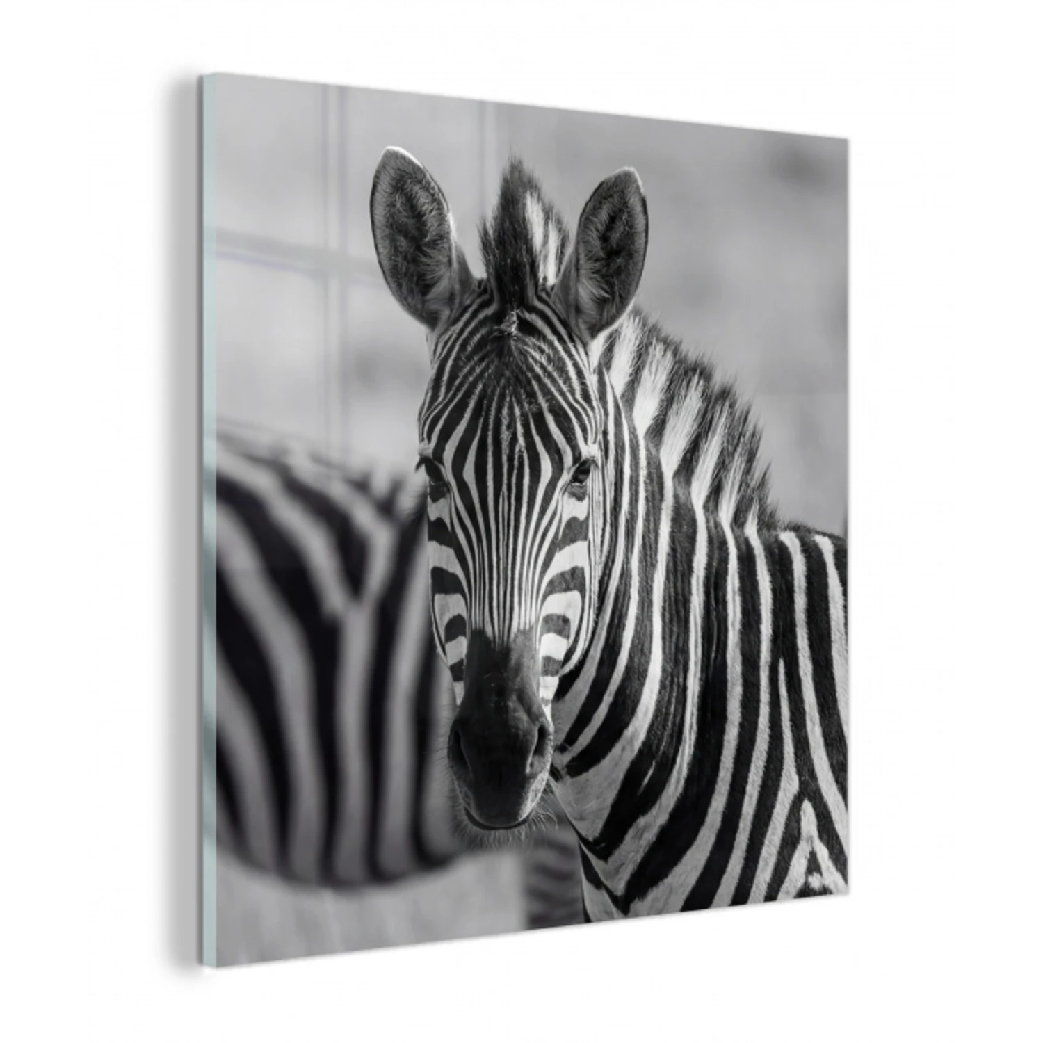 Zebra's - Zwart - Wit plexiglas 5mm klein -z3d