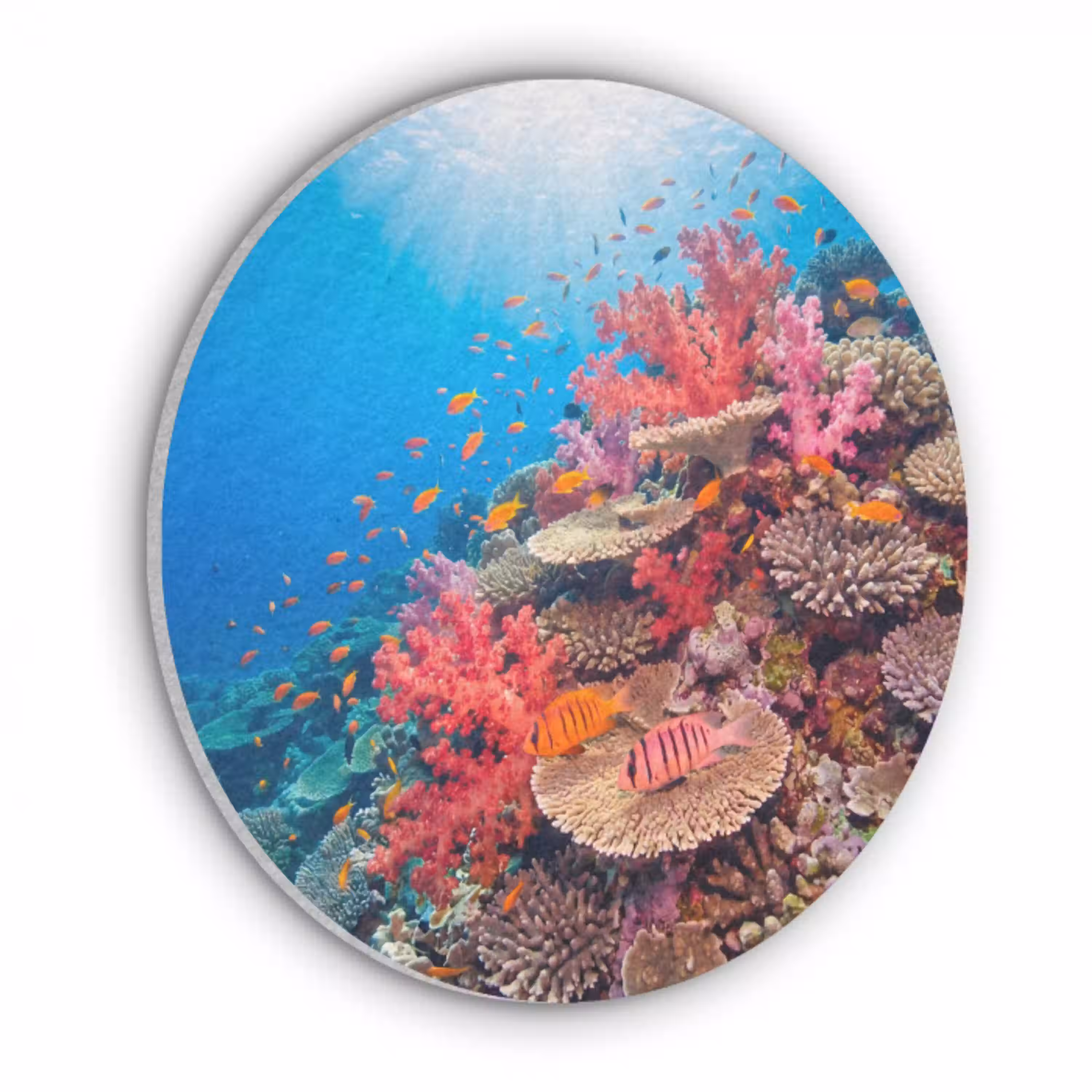 Koraalrif - Vissen - Onderwater - Tropisch - Rood Akoestische PET Vilt - Rond klein -3d