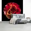 Bloem - Roos - Rood - Zwart fotobehang vinyl groot -slaapkamer