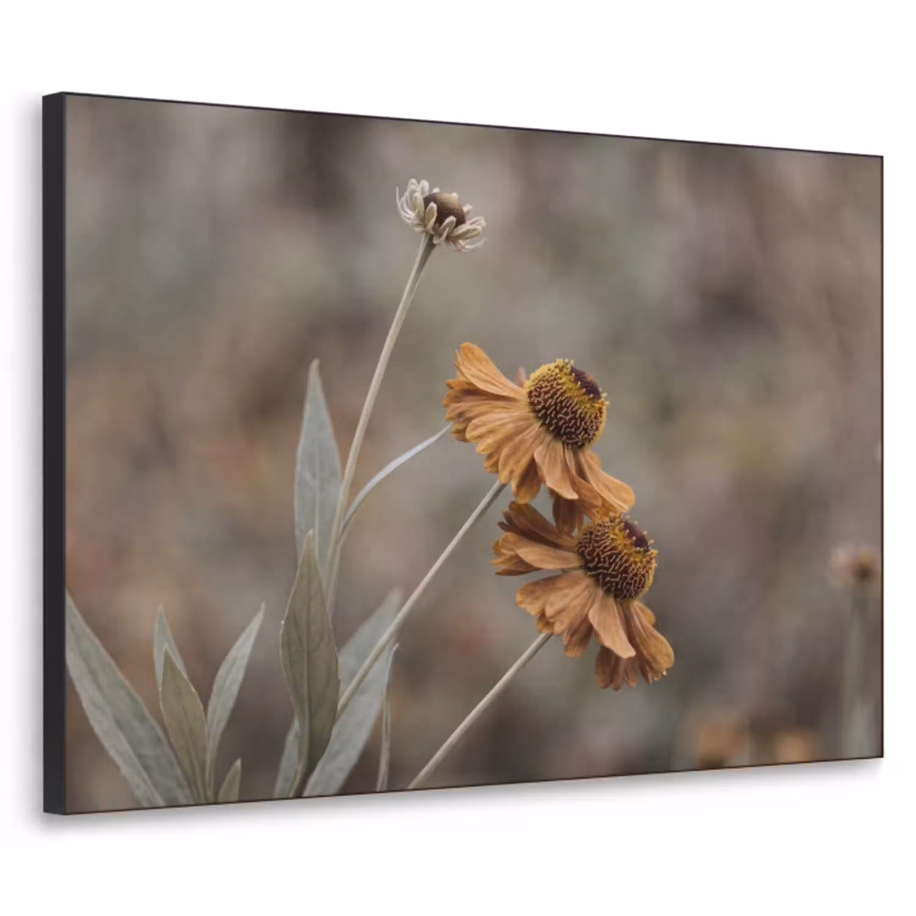 Zonnehoed - Droogbloemen - Geel - Warm Textielframe zwart klein -3d