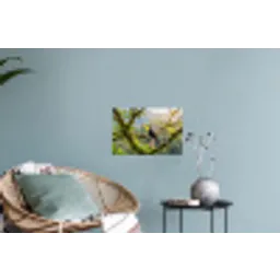 Toekan - Jungle - Natuur - Kleurrijk Muursticker klein -plant