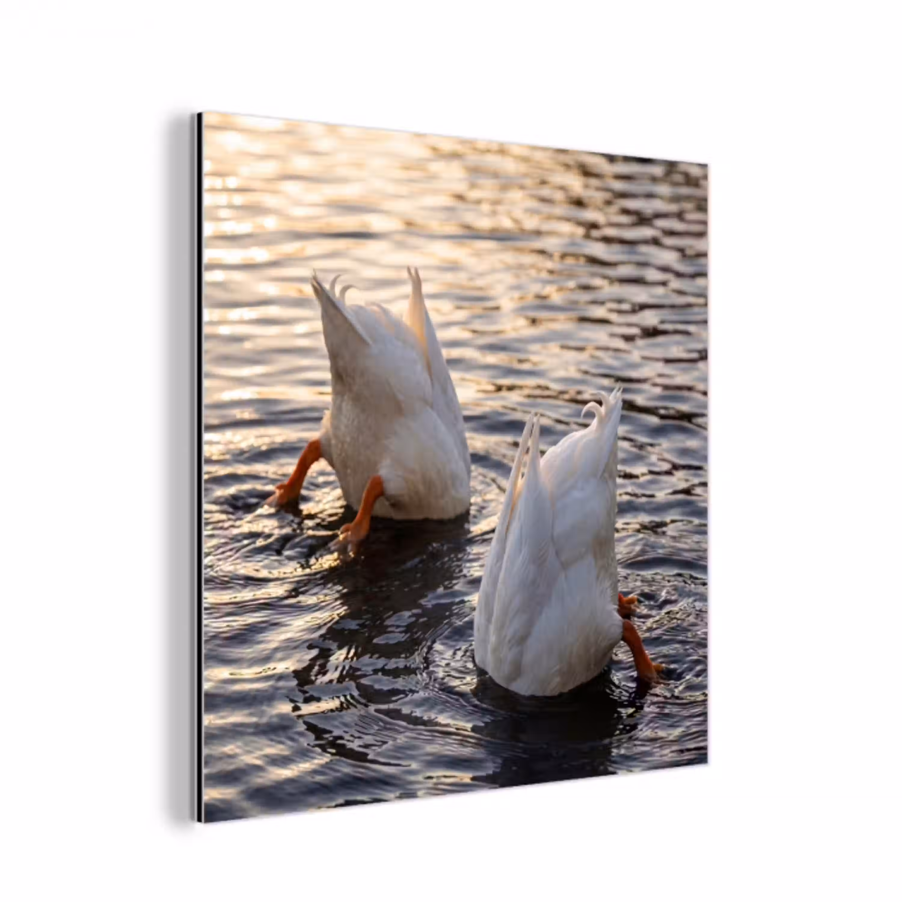Eenden - Water - Natuur aluminium wit klein -3d