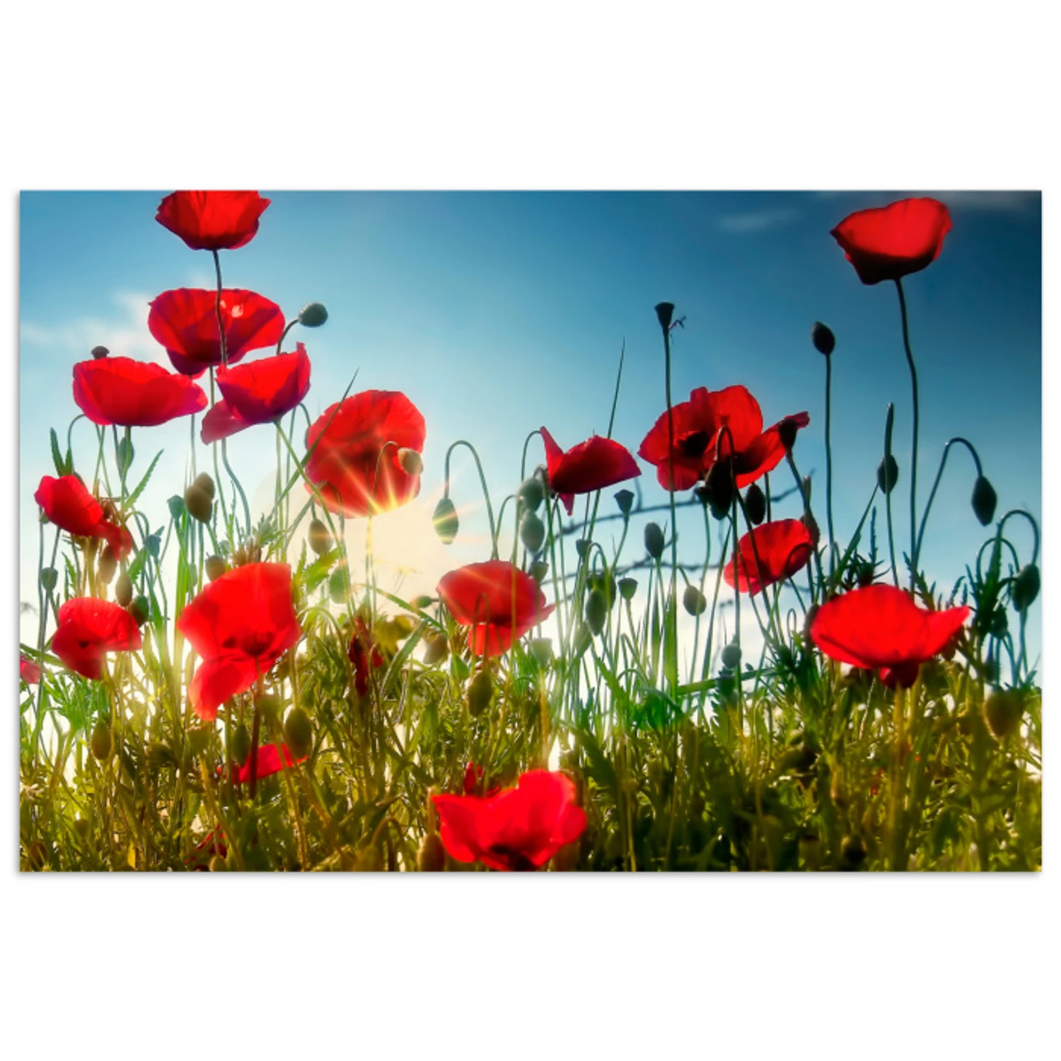 Klaprozen - Toscane - Zon - Rood - Blauw poster papier klein -3d