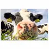 Koe - Boerderij - Gras - Dieren poster papier klein -3d
