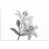 Lelies - Elegant - Zwart - Wit poster papier klein -3d