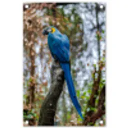 Vogel - Papegaai - Blauw tuinposter los doek klein -3d