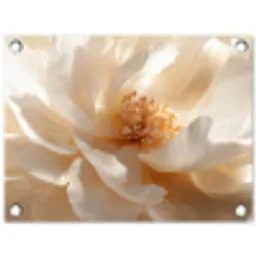 Close up - Pioenroos - Wit tuinposter los doek klein -3d