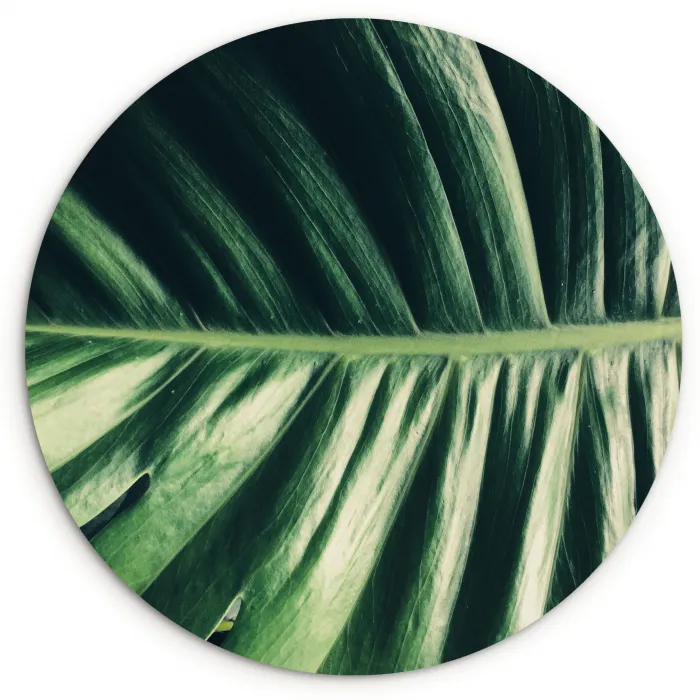 Tropisch - Inductie mat - Natuur - Inductie beschermer - Jungle Wandcirkel plexiglas klein -3d