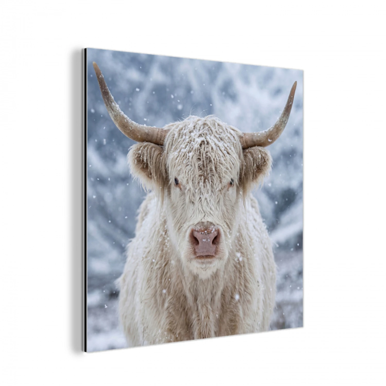 Schotse Hooglander - Sneeuw - Bergen - Winter aluminium wit klein -3d