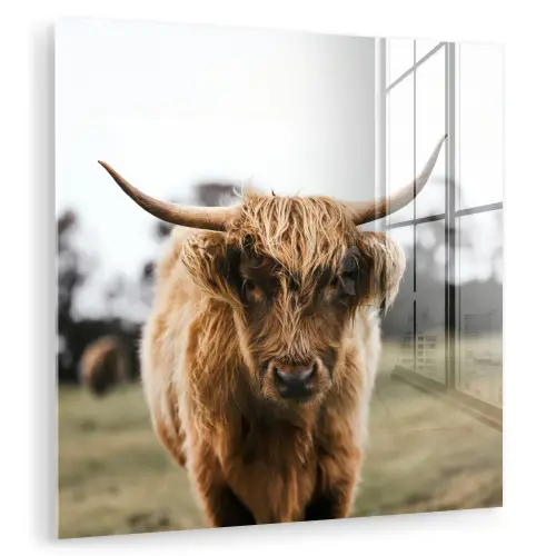 Schotse Hooglander -  Koe - Gras - Dieren - Natuur plexiglas 5mm klein -zzzproduct_nieuw