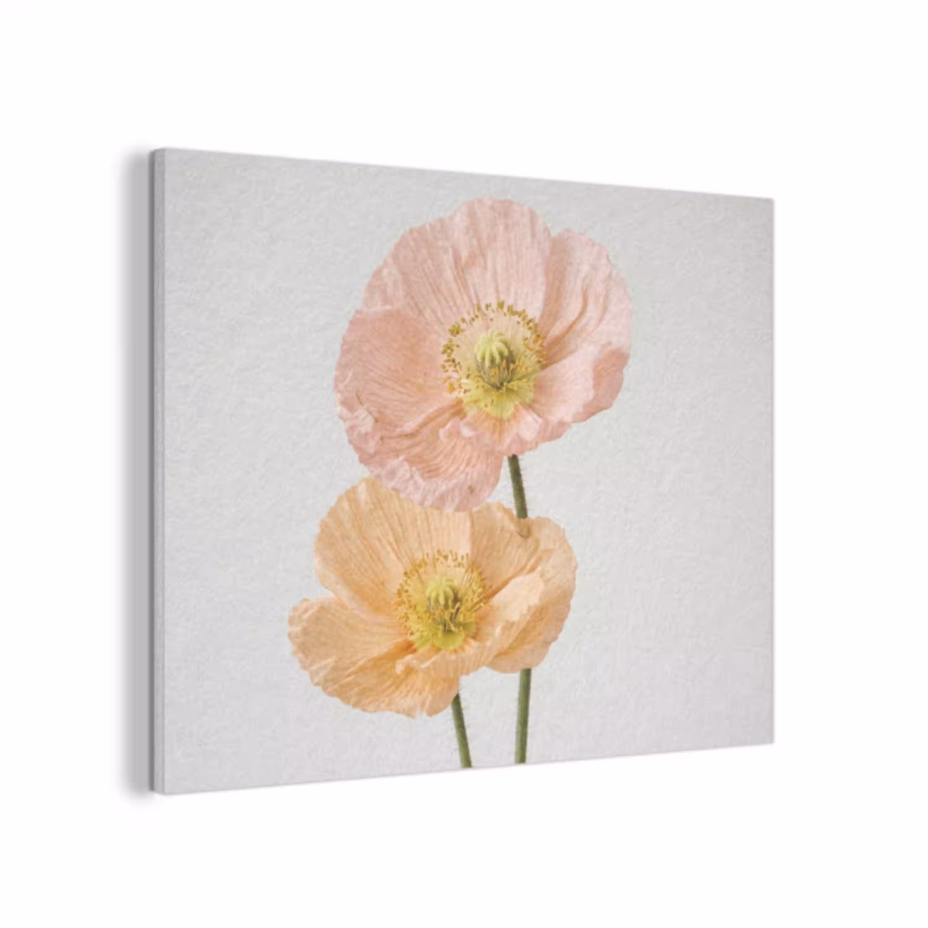 Papavers - Botanisch - Roze PET vilt klein -3d