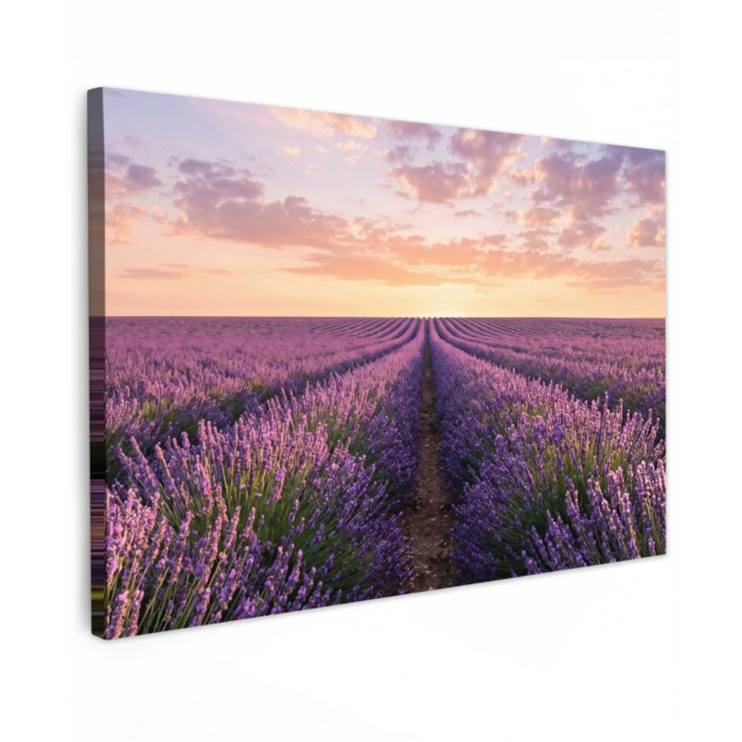 Landschap - Lavendelveld - Paars canvas 2cm klein -z3d