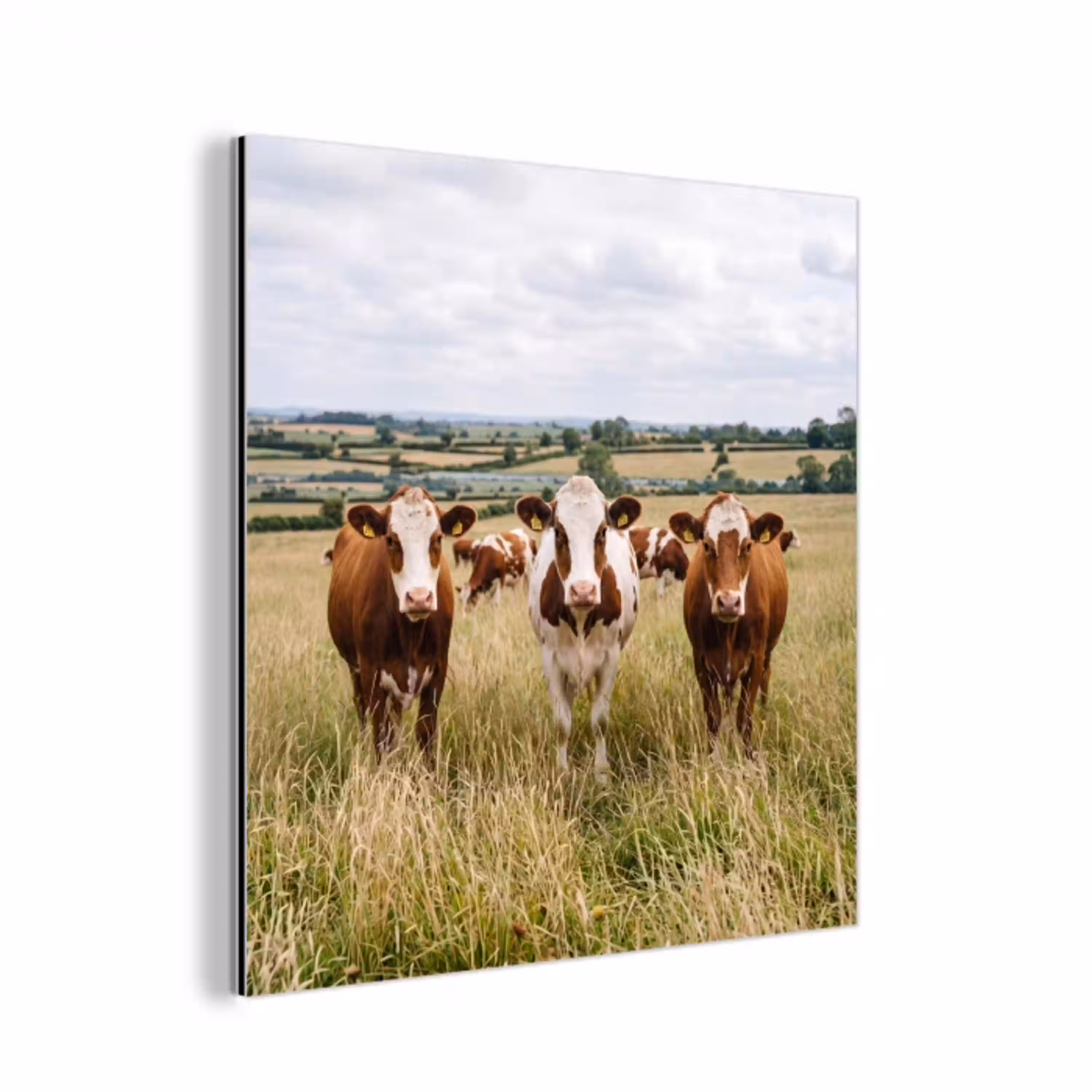 Koeien - Portret - Weide - Boerderij - Nieuwsgierig aluminium wit klein -3d