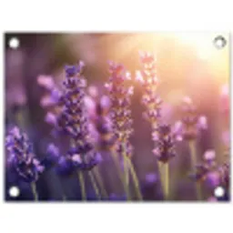 Lavendelbloemen - Paars - Zonlicht tuinposter los doek klein -3d