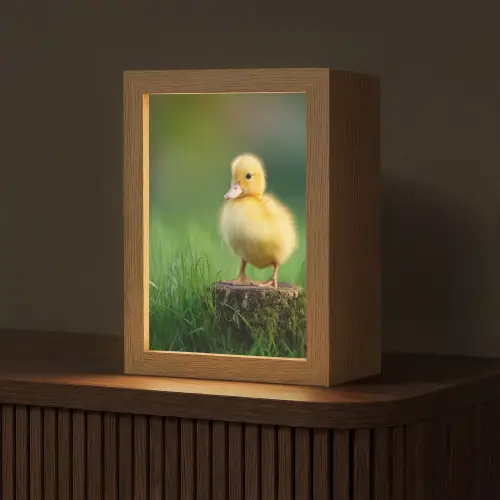 Kuiken - Eend - Geel - Gras Light Box met kabel (Tafellamp) klein -z3d_website
