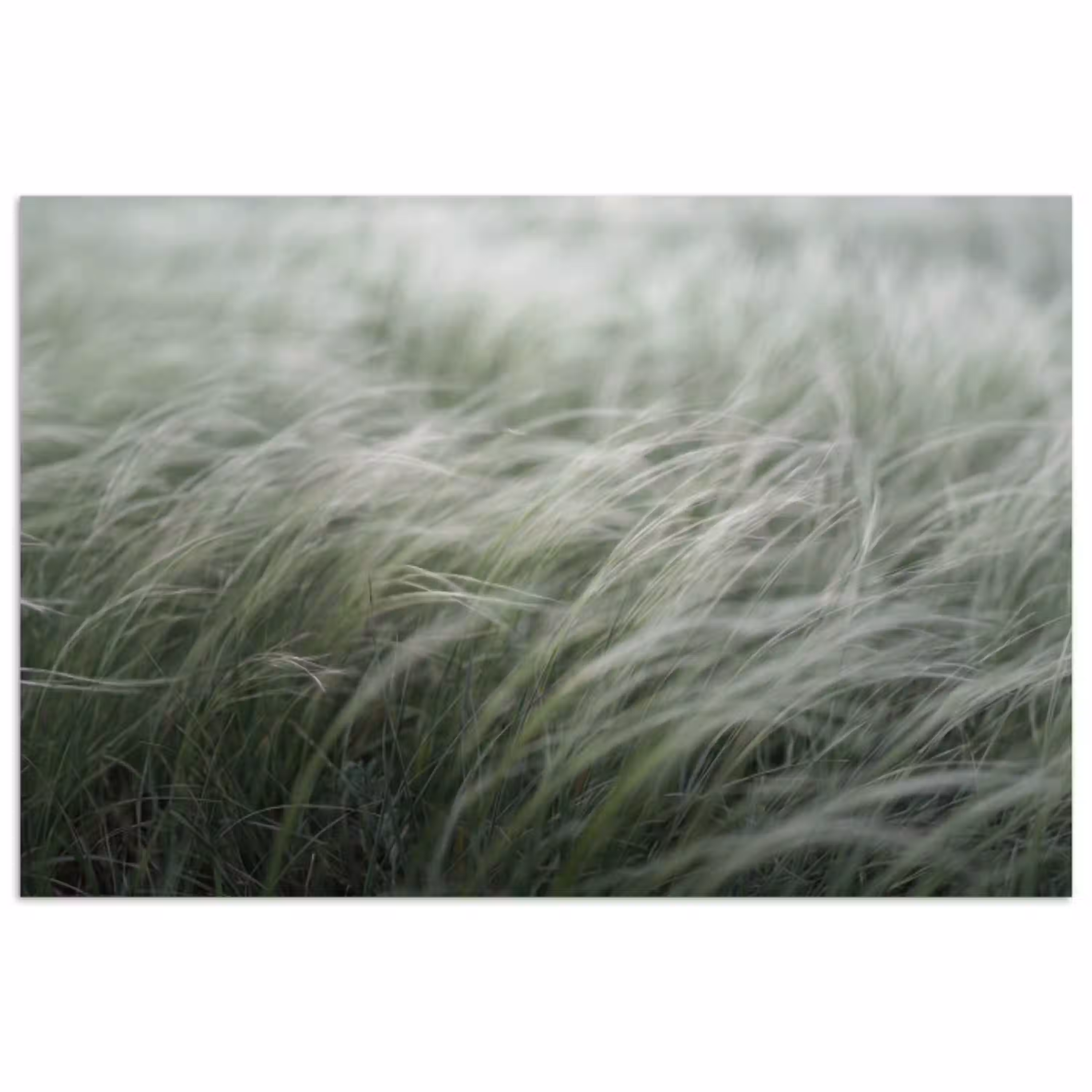 Gras - Wazig - Natuur - Groen - Zacht poster papier klein -3d