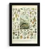 Zeedieren - Schelp - Vintage - Zee - Adolphe Millot fotolijst zwart zonder passe partout klein -3d