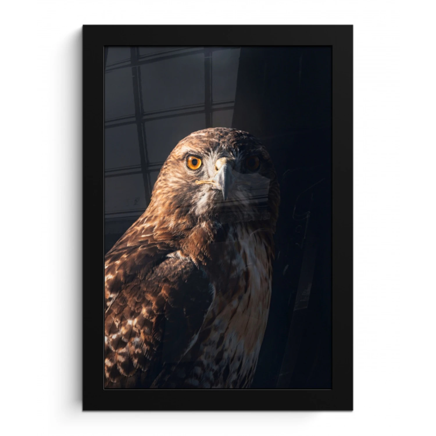 Roofvogel - Buizerd - Bruin fotolijst zwart zonder passe partout klein -3d