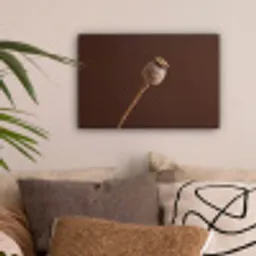 Papaverbol - Droogbloem - Bruin - Minimalistisch canvas 2cm klein -sfeer1