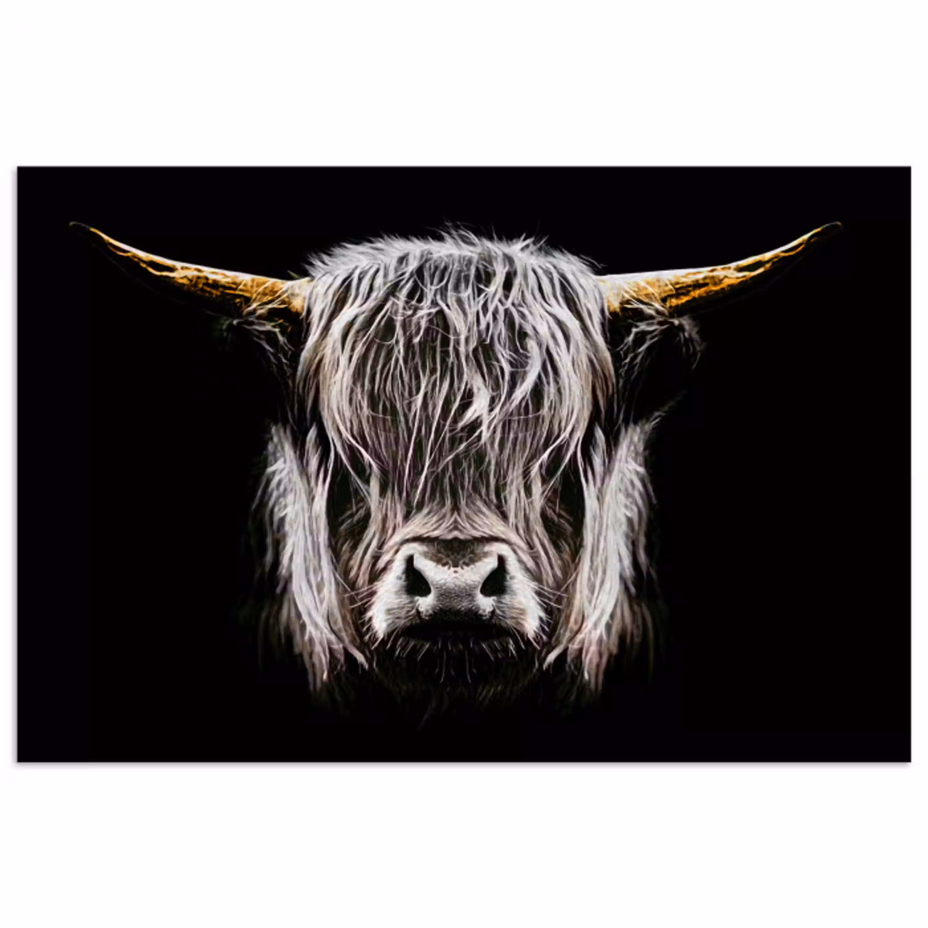 Schotse hooglander - Goud - Hoorns - Zwart wit - Koe - Dieren poster papier klein -3d