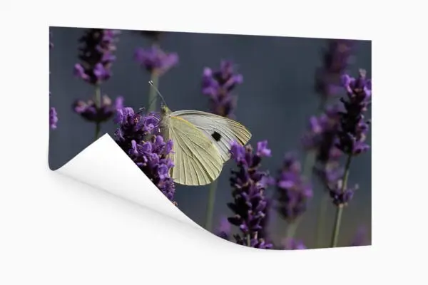 Tuinposter los doek met vlinder