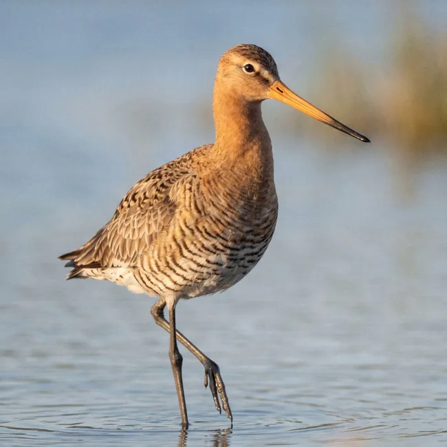 Behang - Vogel - Steltloper - Water - Natuur