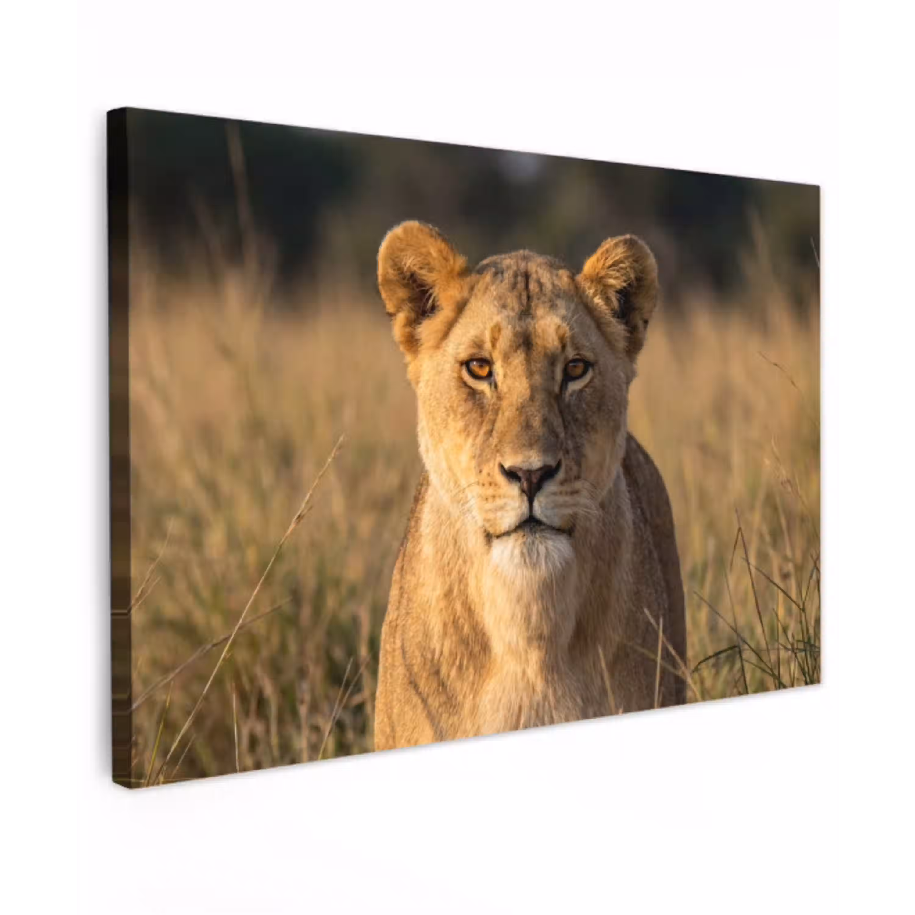 Leeuwin - Gras - Geel Tuinposter op houten frame 2 cm dik klein -3d